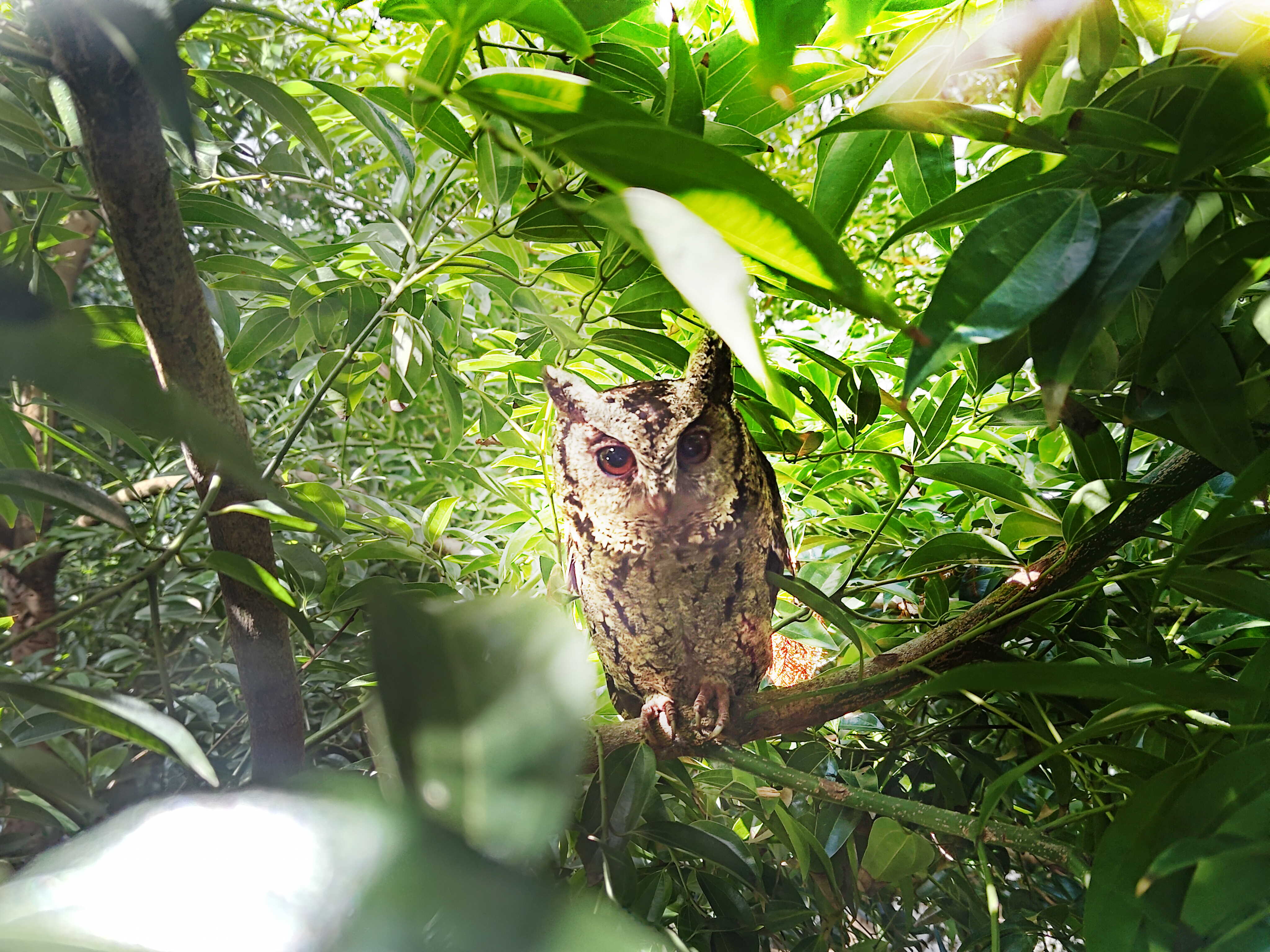 k1体育致力提倡净零绿生活，16年以来在全球各厂区植树逾百万棵，造就各厂区树木蔚然成林，犹如森林工厂，成为许多生物的栖息地